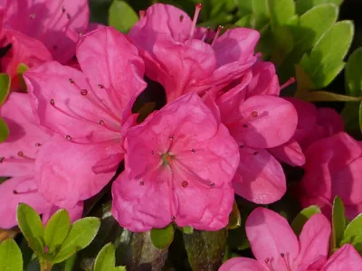Produktbild von Japanische Azalee Anne Frank - Rhododendron obtusum Anne Frank - 25-30cm