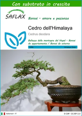 Immagine prodotto di SAFLAX  - Cedro dell'Himalaya  - 35 semi - Con substrato - Cedrus
