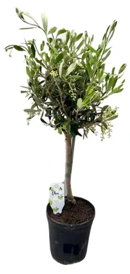 Produktbild von Stämmchen Olivenbaum Olea europaea Ø15 cm, Höhe ca. 60 cm
