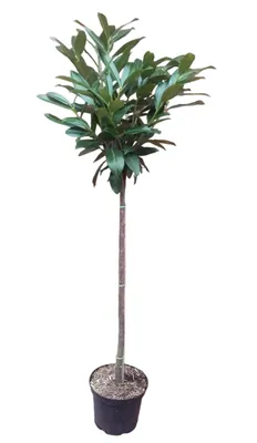 Produktbild von Prunus laurocerasus 'Caucasica' - Stämmchen, Kirschlorbeer, Gesamthöhe: 170-180 cm, Stammhöhe: 125 cm