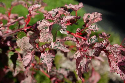 Produktbild von Acer conspicuum 'Red Flamingo', Zierahorn, auffällig, 100–125 cm