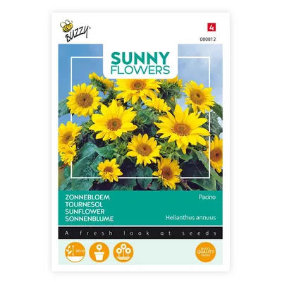 Image de Tournesol Pacino Gold | Graines de tournesol de Buzzy Seeds