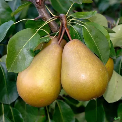 Produktbild von Birne Varianten neu , Birnen-Sorte:Gellerts Butterbirne