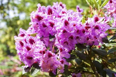 Zdjęcie produktu dla Rhododendron Hybr. 'Kabarett', rododendron, dwubarwny, 40-50 cm