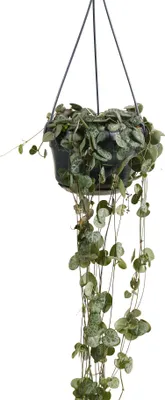 Produktbild von 1x Ceropegia Woodii met Hanger P12 H20