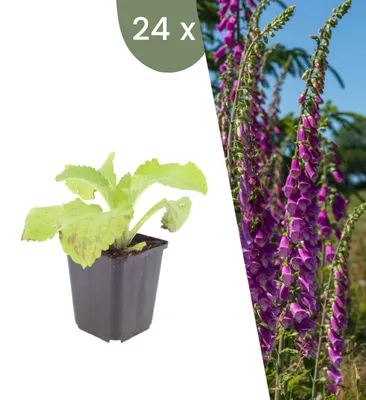 Image de Plants by Frank | 24 Plantes de digitale pourpre | Digitalis purpurea | Plantes vivaces rustiques | Floraison pourpre | Plantes de jardin