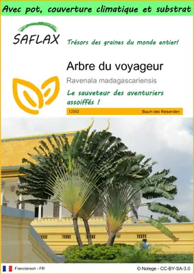 Image de SAFLAX Garden to go - Arbre du voyageur - 8 graines - Ravenala