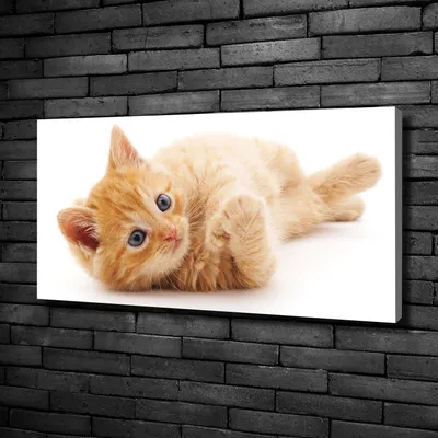Produktbild von Tulup® Leinwandbild -100x50 cm - Wandkunst - Drucke auf Leinwand - Leinwanddruck  - Tiere - Orange - Rote Katze
