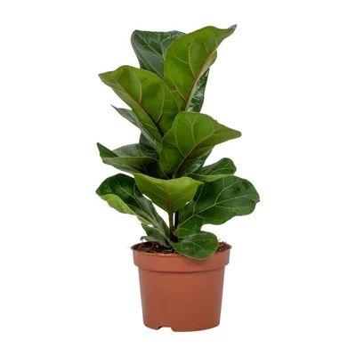 Produktbild von Meergroothandel Ficus Lyrata Bambino - 30 cm, ø 12 cm