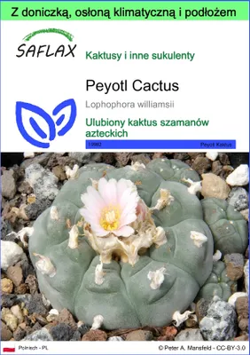 Zdjęcie produktu dla SAFLAX - Garden to go - Peyotl Cactus - 20 Nasiona - Z doniczką, pokrywą klimatyczną i podłożem do uprawy - Lophophora williamsii