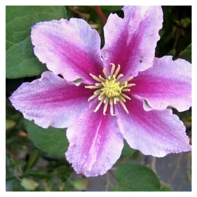 Produktbild von Clematis Piilu - 1,5 Liter Topf - Mehrjährige rot blühende Kletterpflanze & winterhart