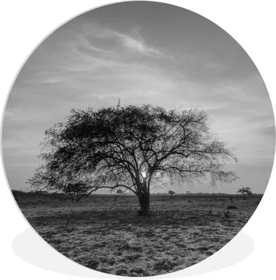 Produktbild von MuchoWow® Rundes Wandbild - Runde Bilder Baum - Indonesien - Schwarz - Weiß Ø 60 cm Kreis Wanddekoration Kunststoff - Wandkreis - Wandschmuck - Wand Kreis - Das Schlafzimmer - Die Bilder - Wandmalerei - Kunst für das Haus - das Plastik