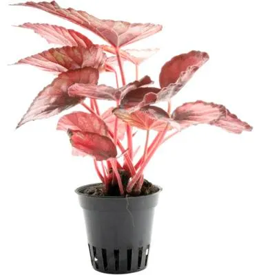 Produktbild von Terrariumpflanze DENNERLE PLANTS Rex-Begonie - Begonia rex ‘Red Kiss’