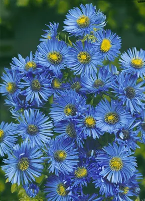 A close-up view of a cluster of blue aster flowers with yellow centers.
