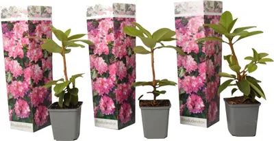 Produktbild von Rhododendren - 3 Stk - Rhododendron roseum 'elegans pink' - Höhe 25-40cm - ⌀9cm