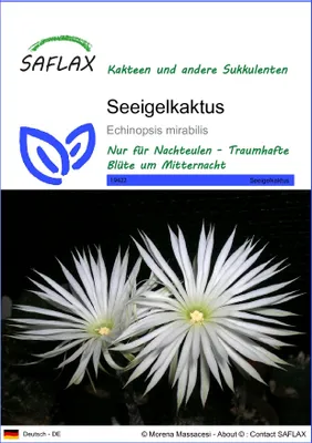 Produktbild von SAFLAX - Seeigelkaktus - Echinopsis mirabilis - 40 Samen