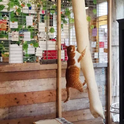 Produktbild von Quapas! Klettersack für Katzen Sisal 180 cm
