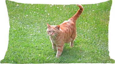 Produktbild von MuchoWow® Zierkissen Sofakissen Wohnzimmer Dekokissen 50x30 cm Katze - Rot - Katze - Mädchen - Kinder - Jungen - Kind - Wohnzimmerdekoration - Polster mit Photo