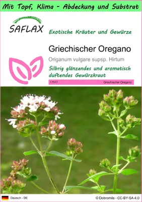 Produktbild von SAFLAX Garden to go - Griechischer Oregano - Origanum vulgare supsp. Hirtum - 600 Samen - Mit Topf, Klima - Deckel und Anzuchtsubstrat