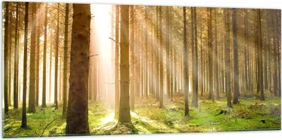 Produktbild von Bilder auf glas - Bäume Sonne Natur - 120x50cm - Glasbilder - Wandbilder - Kunstdruck - zum Aufhängen bereit - Wanddekoration aus Glas - Glas Bilder - Wandbild auf Glas - Einteilig - GAB120x50-0156