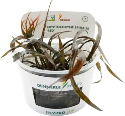 Produktbild von Roter Spiraliger Wasserkelch - Cryptocoryne spiralis 'Red'