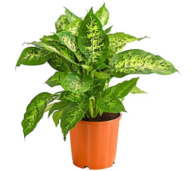 Produktbild von Dehner Dieffenbachie, Dieffenbachia seguine compacta, farbiges Laub, 30-40 cm inkl. Pflanztopf, Ø Topf 17 cm, Zimmerpflanze