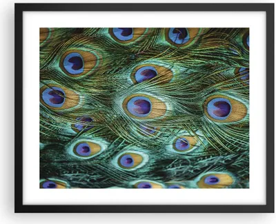 Produktbild von Gerahmtes Poster - Schwarzer Rahmen - Pfauen Feder Makro - 50x40 cm - Wand Bild - Wanddeko - Wandbilder - Kunstposter - Wandposter - Bilderrahmen - Bilder - Kunstdruck - Wandbild - P2BAA50x40-4159