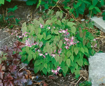 Produktbild von Epimedium x youngianum 'Roseum', Elfenblume, rosa, ca. 9x9 cm Topf