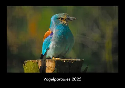 Produktbild von Vogelparadies 2025 Fotokalender DIN A3