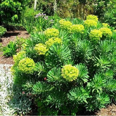 Immagine prodotto di 6 piante di Euphorbia characias (Wolfsmilch) | Vaso da 9x9 cm