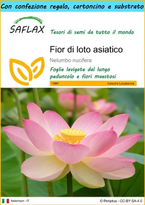 Immagine prodotto di SAFLAX Set regalo - Fior di loto asiatico - 8 semi - Nelumbo