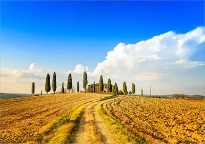 Produktbild von Wallario Poster - Italien - Toskana unter blauem Himmel  einsame Farm, Kunstdruck Größe: 70 x 100 cm
