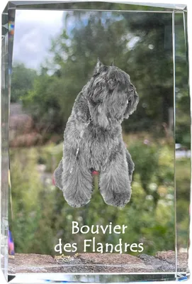 Produktbild von Flandrischer Treibhund, Bouvier des Flandres - Kristall mit einem Hundebild, Bild im Glas, moderne Ausstellung des Art-Dog-Bildes.