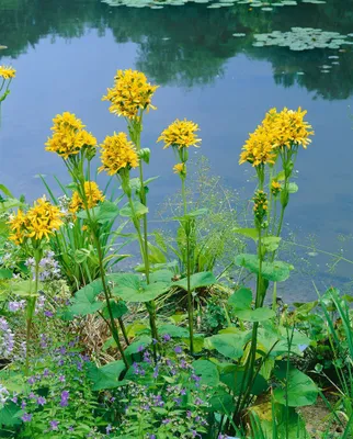 Produktbild von Ligularia x hessei, Kreuzkraut, gelbe Blüten, ca. 11x11 cm Topf