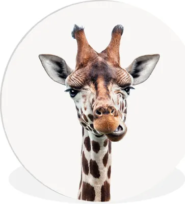 Produktbild von MuchoWow® Rundes Wandbild - Runde Bilder Tiere - Porträt - Giraffe Ø 60 cm Kreis Wanddekoration Kunststoff - Wandkreis - Wandschmuck - Wand Kreis - Das Schlafzimmer - Die Bilder - Wandmalerei - Kunst für das Haus - das Plastik