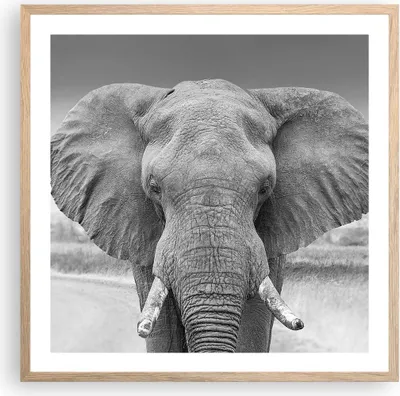 Produktbild von Gerahmtes Poster - Rahmen in heller Eiche - Elefant Afrika Tier - 60x60 cm - Wand Bild - Wanddeko - Wandbilder - Kunstposter - Wandposter - Bilderrahmen - Bilder - Kunstdruck - P2NAC60x60-5072