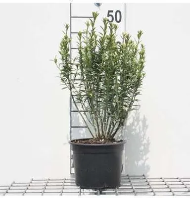 Immagine prodotto di Euonymus jap. 'Micr. Albovariegatus' ('e. king') - arbusto dalle ali di sughero 20- 30 cm in contenitore