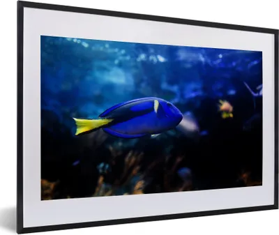 Produktbild von MuchoWow® Gerahmtes Poster Blauer Fisch im Aquarium 60x40 cm - Poster mit Schwarzem Bilderrahmen Wandposter Rahmen Foto Bilder - Schlafzimmer - Plakat in Rahmen - Drucken