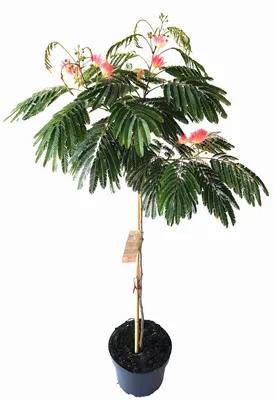 Produktbild von Albizia julibrissin 'Ombrella' – Seidenbaum, Schlafbaum 130–140 cm - außergewöhnliche Blüte