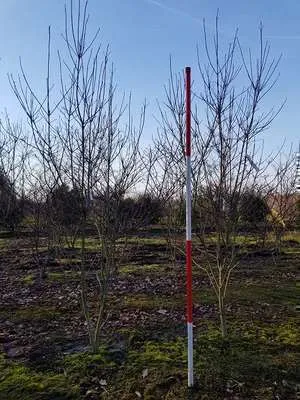 Immagine prodotto di Cornus florida - Corniolo da fiore 60-80 cm in contenitore