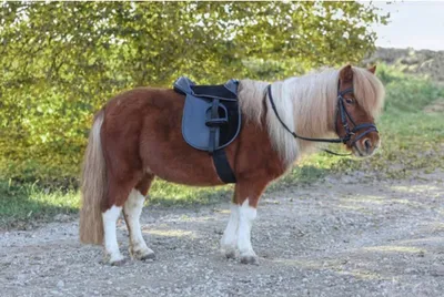 Produktbild von Kerbl Sattelset Economy Pony 15" 325415