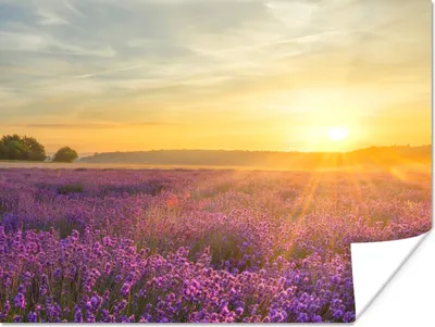 Produktbild von MuchoWow® Poster Lavendel - Sonnenuntergang - Bäume - Lila 160x120 cm - Foto Plakat