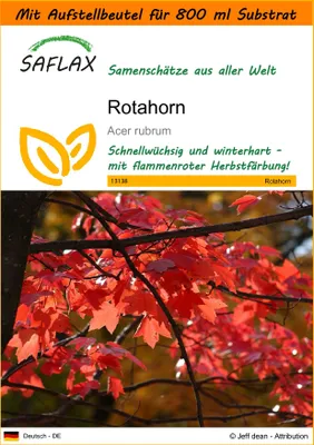 Produktbild von SAFLAX - Garden in the Bag - Rotahorn - 20 Samen - Mit Anzuchtsubstrat im praktischen, selbst aufstellenden Beutel - Acer rubrum