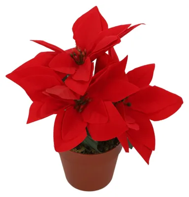Image de Étoile de Bethléem artificielle dans un pot, hauteur 22 cm