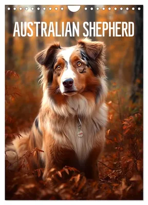 Produktbild von Australian Shepherd (Wandkalender 2027 DIN A4 hoch), CALVENDO Monatskalender
