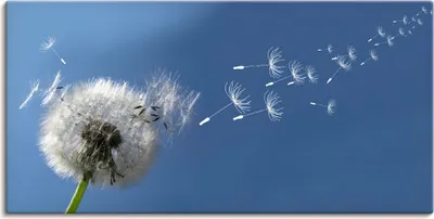 Produktbild von ARTland Leinwandbild Pusteblume Größe: 100x50 cm
