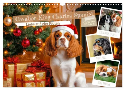 Produktbild von Cavalier King Charles Spaniel - Liebe auf vier Pfoten (Wandkalender 2027 DIN A3 quer), CALVENDO Monatskalender