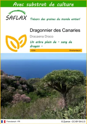 Image de SAFLAX - Dragonnier des Canaries - 5 graines - Avec substrat - Dracaena