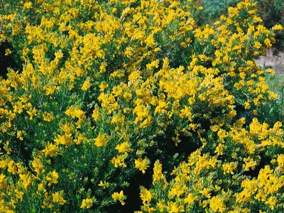 Produktbild von Genista germanica, Deutscher Ginster, gelb, 20–30 cm