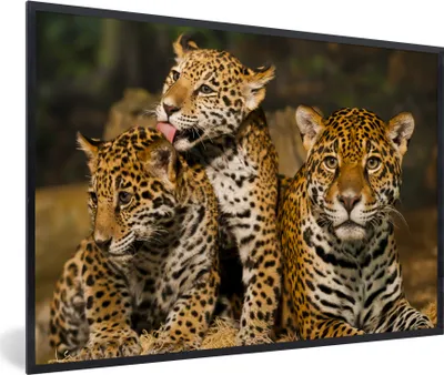Produktbild von MuchoWow® MuchoWow® Gerahmtes Poster Leopard - Wilde Tiere - Natur 30x20 cm - Poster mit zchwarzem Bilderrahmen - Kunstdruck - Bild-Poster